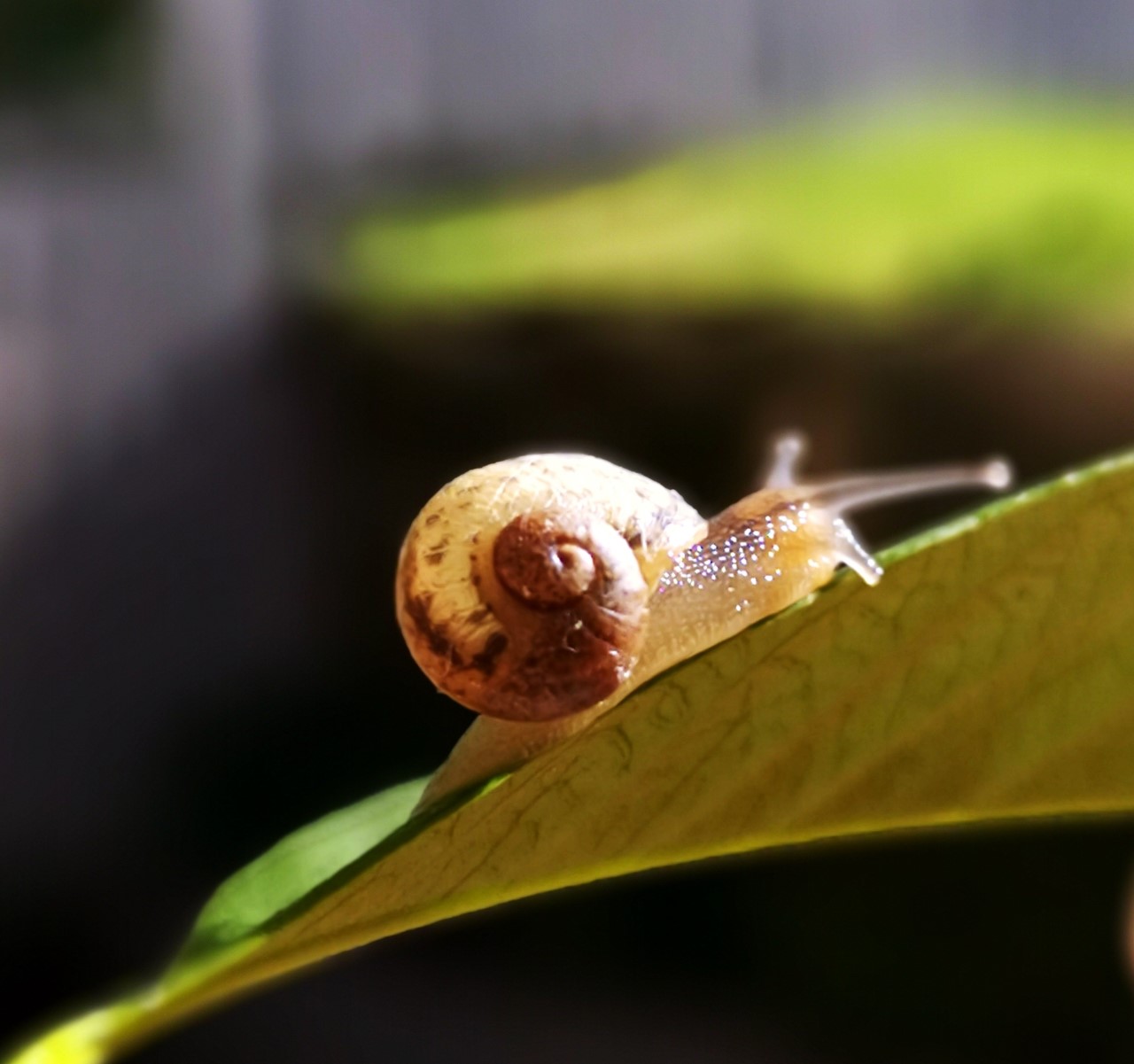 Name: Aaron. Prize: First. Geometry in nature. A spiral is a curve that stems from a point, moving further away as it revolves around the point. Spirals are everywhere in nature and they are part of our daily life. Here is a photo of my garden friend, see the spiral.
